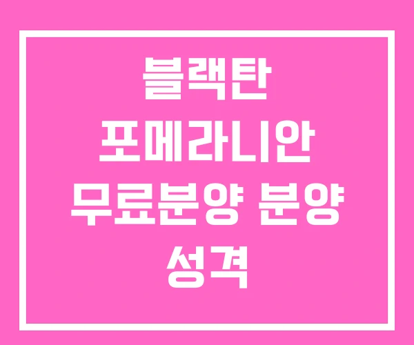 블랙탄 포메라니안 무료분양 분양 성격