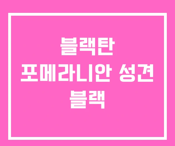 블랙탄 포메라니안 성견 블랙