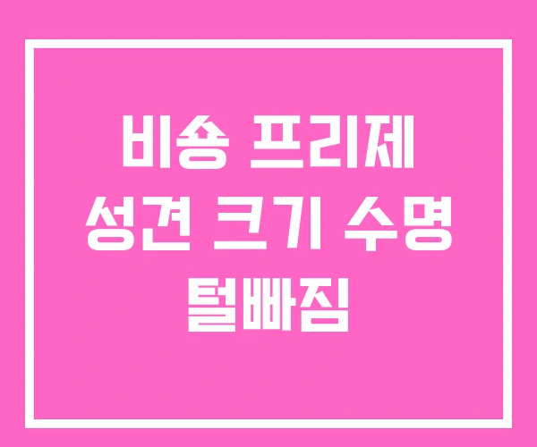 비숑 프리제 성견 크기 수명 털빠짐