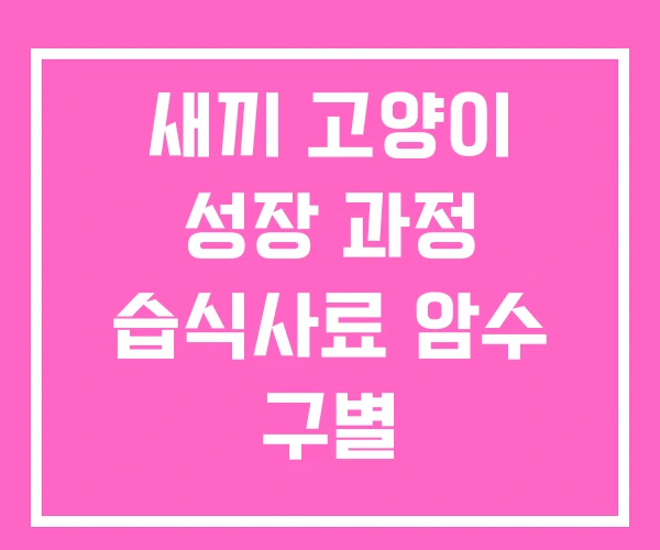 새끼 고양이 성장 과정 습식사료 암수 구별 새끼 고양이 성장 과정 습식사료 암수 구별