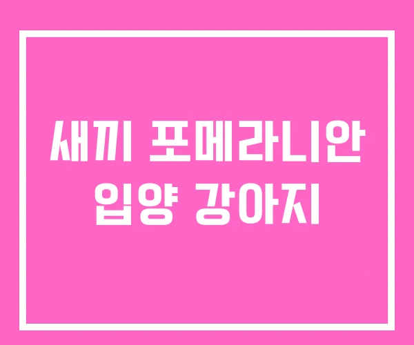 새끼 포메라니안 입양 강아지