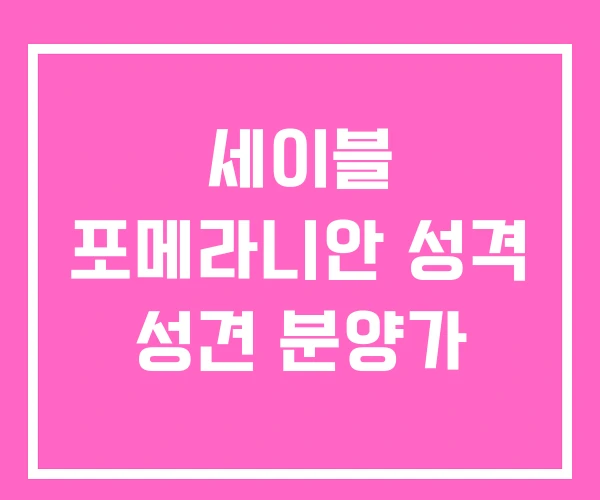 세이블 포메라니안 성격 성견 분양가