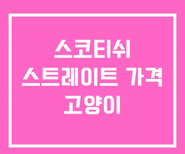 스코티쉬 스트레이트 가격 고양이