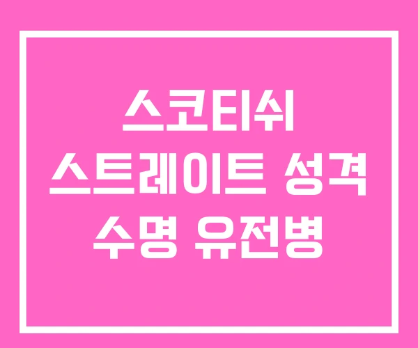 스코티쉬 스트레이트 성격 수명 유전병