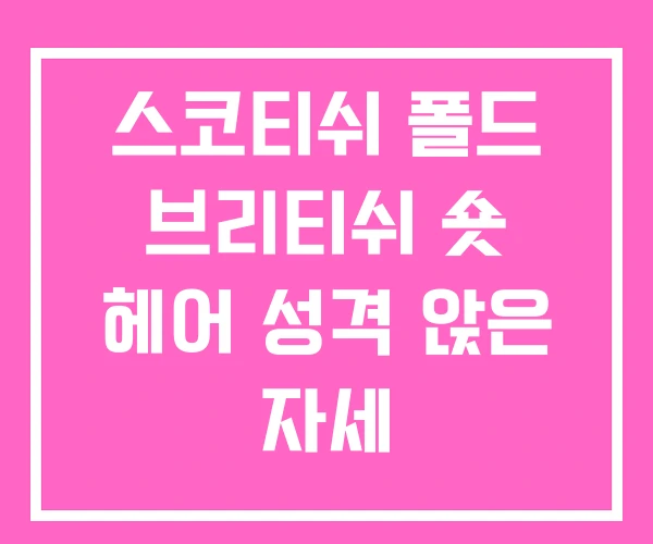스코티쉬 폴드 브리티쉬 숏 헤어 성격 앉은 자세 스코티쉬 폴드 브리티쉬 숏 헤어 성격 앉은 자세