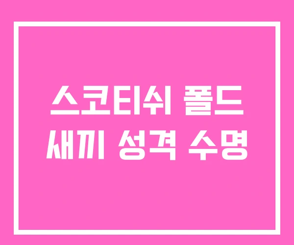 스코티쉬 폴드 새끼 성격 수명