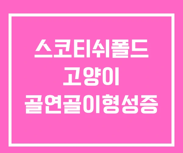 스코티쉬폴드 고양이 골연골이형성증 스코티쉬폴드 고양이 골연골이형성증