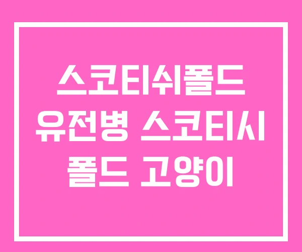 스코티쉬폴드 유전병 스코티시 폴드 고양이 스코티쉬폴드 유전병 스코티시 폴드 고양이