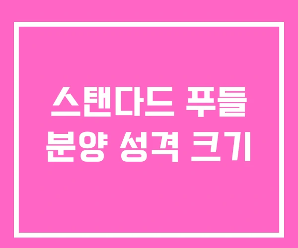 스탠다드 푸들 분양 성격 크기 스탠다드 푸들 분양 성격 크기