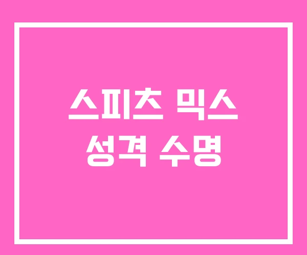 스피츠 믹스 성격 수명