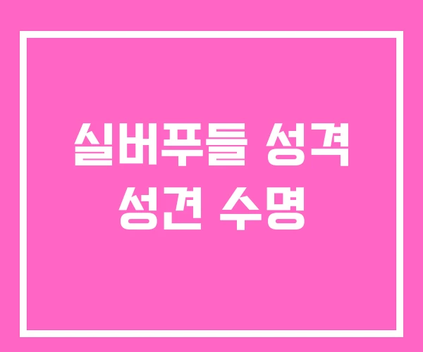 실버푸들 성격 성견 수명