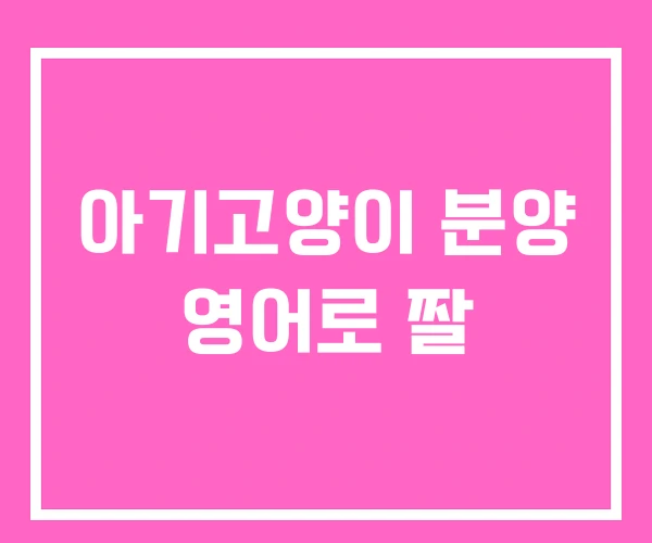 아기고양이 분양 영어로 짤