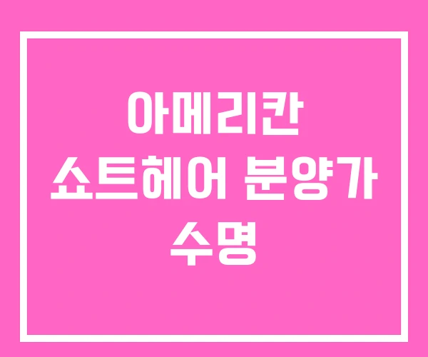 아메리칸 쇼트헤어 분양가 수명 아메리칸 쇼트헤어 분양가 수명