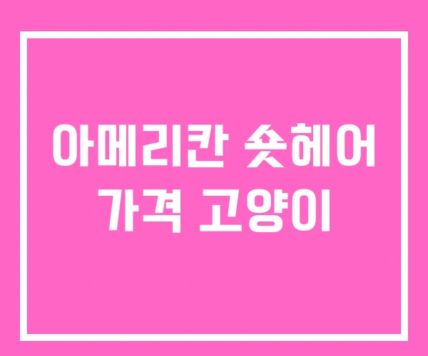 아메리칸 숏헤어 가격 고양이 아메리칸 숏헤어 가격 고양이