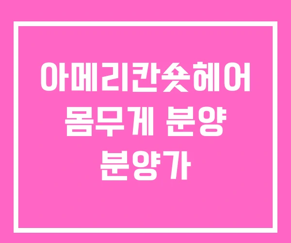 아메리칸숏헤어 몸무게 분양 분양가 아메리칸숏헤어 몸무게 분양 분양가