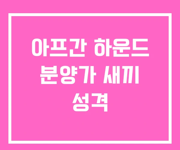 아프간 하운드 분양가 새끼 성격