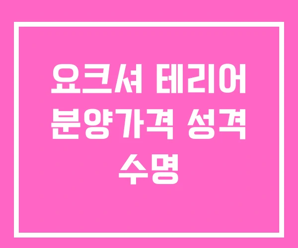 요크셔 테리어 분양가격 성격 수명