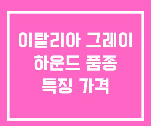 이탈리아 그레이 하운드 품종 특징 가격