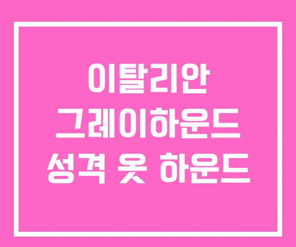 이탈리안 그레이하운드 성격 옷 하운드