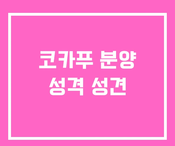 코카푸 분양 성격 성견 코카푸 분양 성격 성견