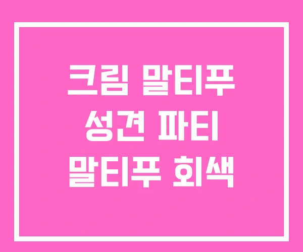 크림 말티푸 성견 파티 말티푸 회색