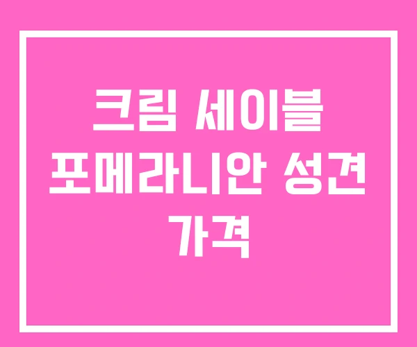 크림 세이블 포메라니안 성견 가격