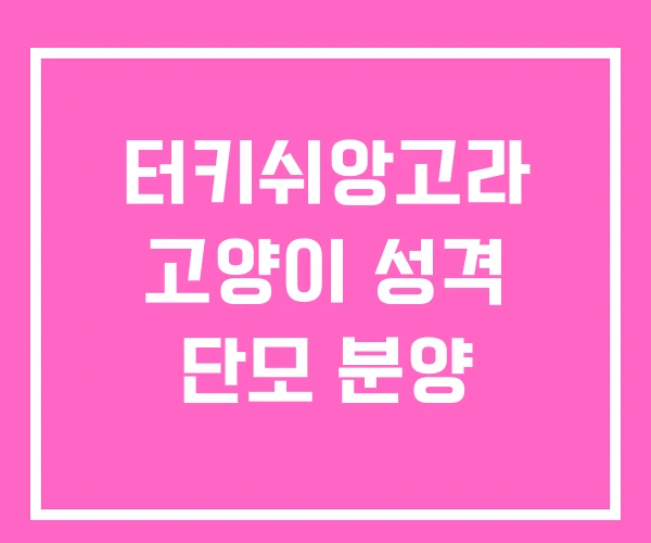 터키쉬앙고라 고양이 성격 단모 분양