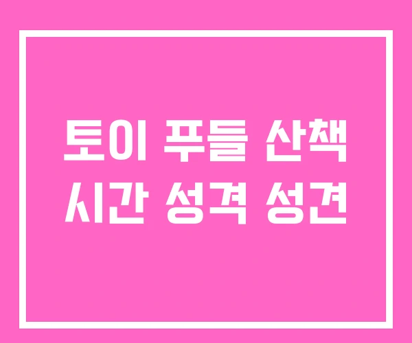 토이 푸들 산책 시간 성격 성견