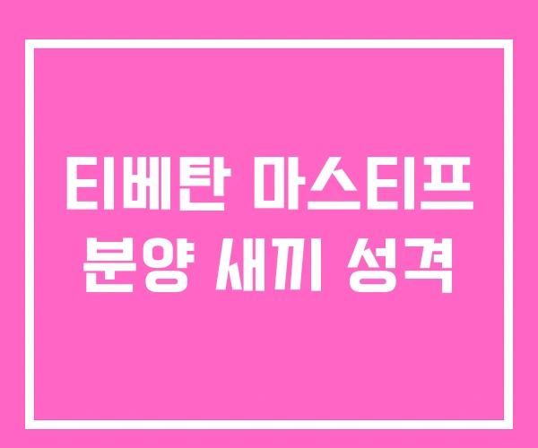 티베탄 마스티프 분양 새끼 성격