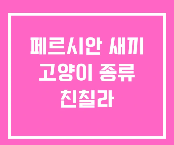 페르시안 새끼 고양이 종류 친칠라