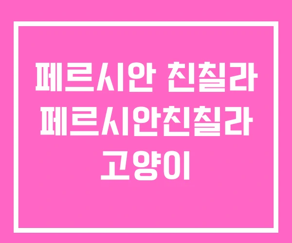 페르시안 친칠라 페르시안친칠라 고양이 페르시안 친칠라 페르시안친칠라 고양이