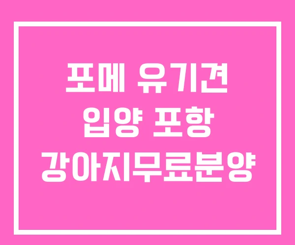 포메 유기견 입양 포항 강아지무료분양