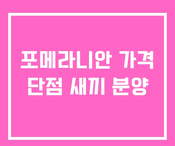 포메라니안 가격 단점 새끼 분양 포메라니안 가격 단점 새끼 분양