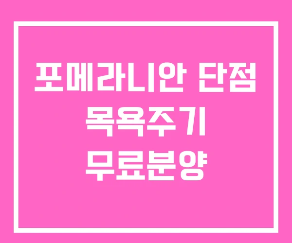 포메라니안 단점 목욕주기 무료분양