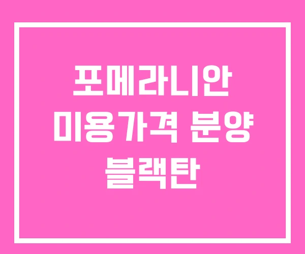 포메라니안 미용가격 분양 블랙탄