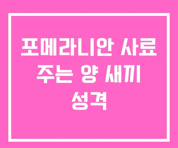 포메라니안 사료 주는 양 새끼 성격