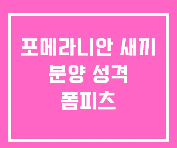 포메라니안 새끼 분양 성격 폼피츠