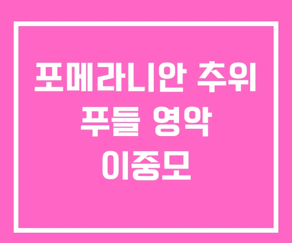 포메라니안 추위 푸들 영악 이중모 포메라니안 추위 푸들 영악 이중모