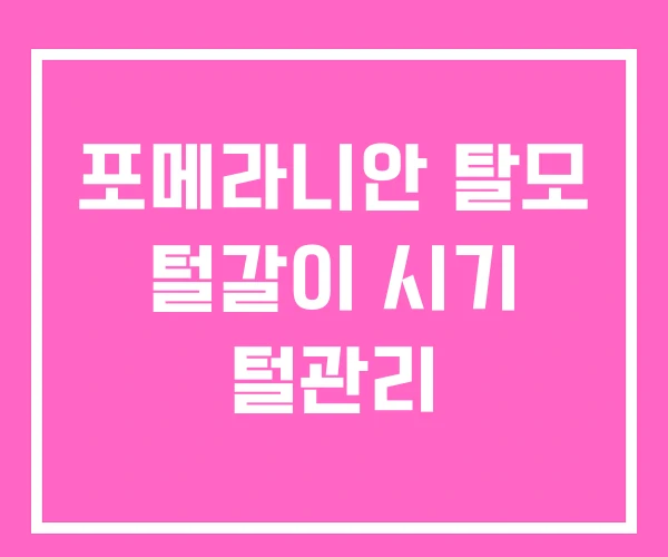 포메라니안 탈모 털갈이 시기 털관리