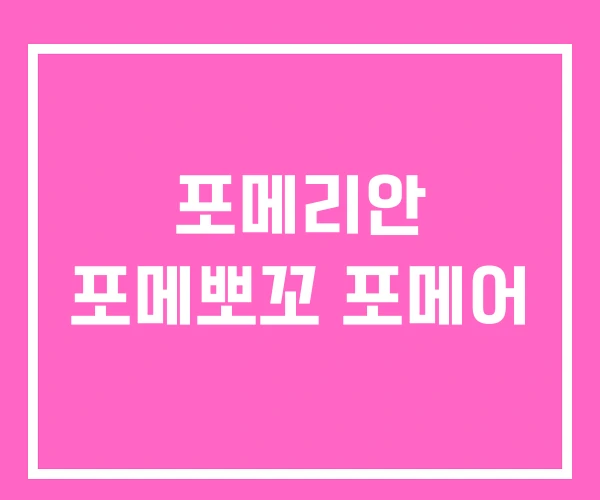 포메리안 포메뽀꼬 포메어