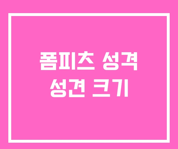 폼피츠 성격 성견 크기 폼피츠 성격 성견 크기