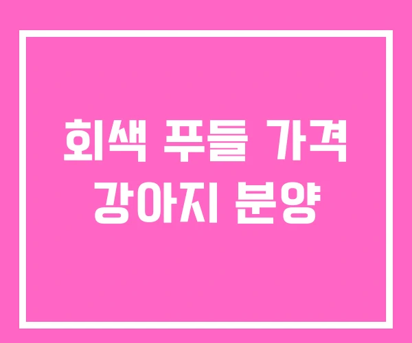 회색 푸들 가격 강아지 분양 회색 푸들 가격 강아지 분양