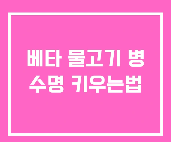 베타 물고기 병 수명 키우는법