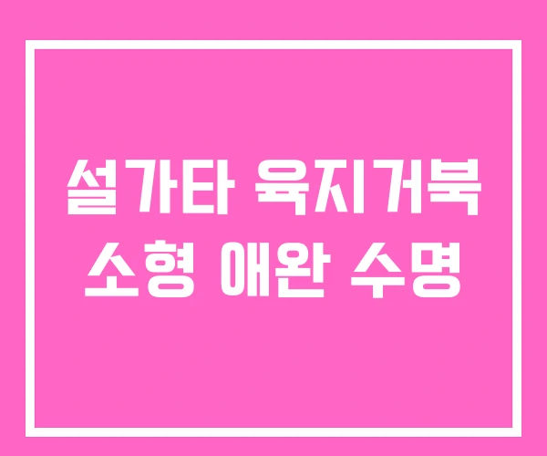 설가타 육지거북 소형 애완 수명