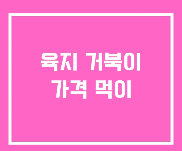 육지 거북이 가격 먹이