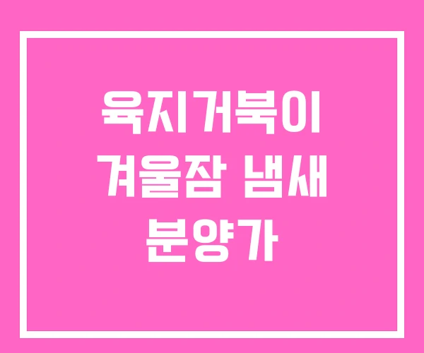 육지거북이 겨울잠 냄새 분양가