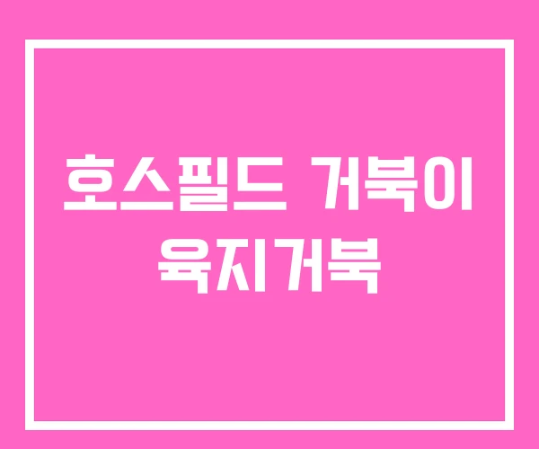 호스필드 거북이 육지거북 호스필드 거북이 육지거북