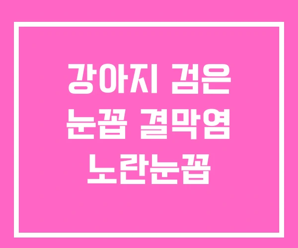 강아지 검은 눈꼽 결막염 노란눈꼽 강아지 검은 눈꼽 결막염 노란눈꼽