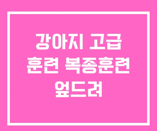 강아지 고급 훈련 복종훈련 엎드려