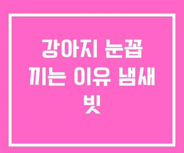 강아지 눈꼽 끼는 이유 냄새 빗